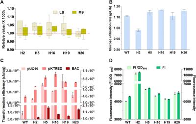 Random genome reduction coupled with polyhydroxybutyrate biosynthesis to facilitate its accumulation in Escherichia coli